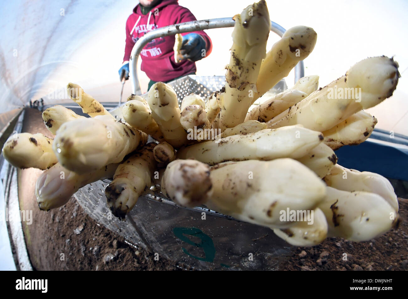 Durmersheim, Germania. Decimo Mar, 2014. La frutta e la verdura picker Sandu Malaiu raccolti di asparagi freschi sul Gehrer asparagi in fattoria Durmersheim, Germania, 10 marzo 2014. La base di asparagi sul Gehrer farm è coltivato al di sotto di una lamina di plastica che permette il vegetale di crescere più velocemente rispetto ai tradizionali metodi di allevamento. Foto: Uli Deck/dpa/Alamy Live News Foto Stock