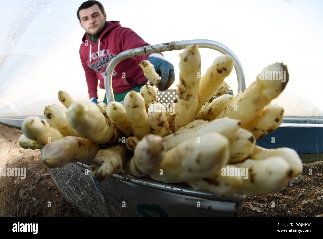 Durmersheim, Germania. Decimo Mar, 2014. La frutta e la verdura picker Sandu Malaiu raccolti di asparagi freschi sul Gehrer asparagi in fattoria Durmersheim, Germania, 10 marzo 2014. La base di asparagi sul Gehrer farm è coltivato al di sotto di una lamina di plastica che permette il vegetale di crescere più velocemente rispetto ai tradizionali metodi di allevamento. Foto: Uli Deck/dpa/Alamy Live News Foto Stock
