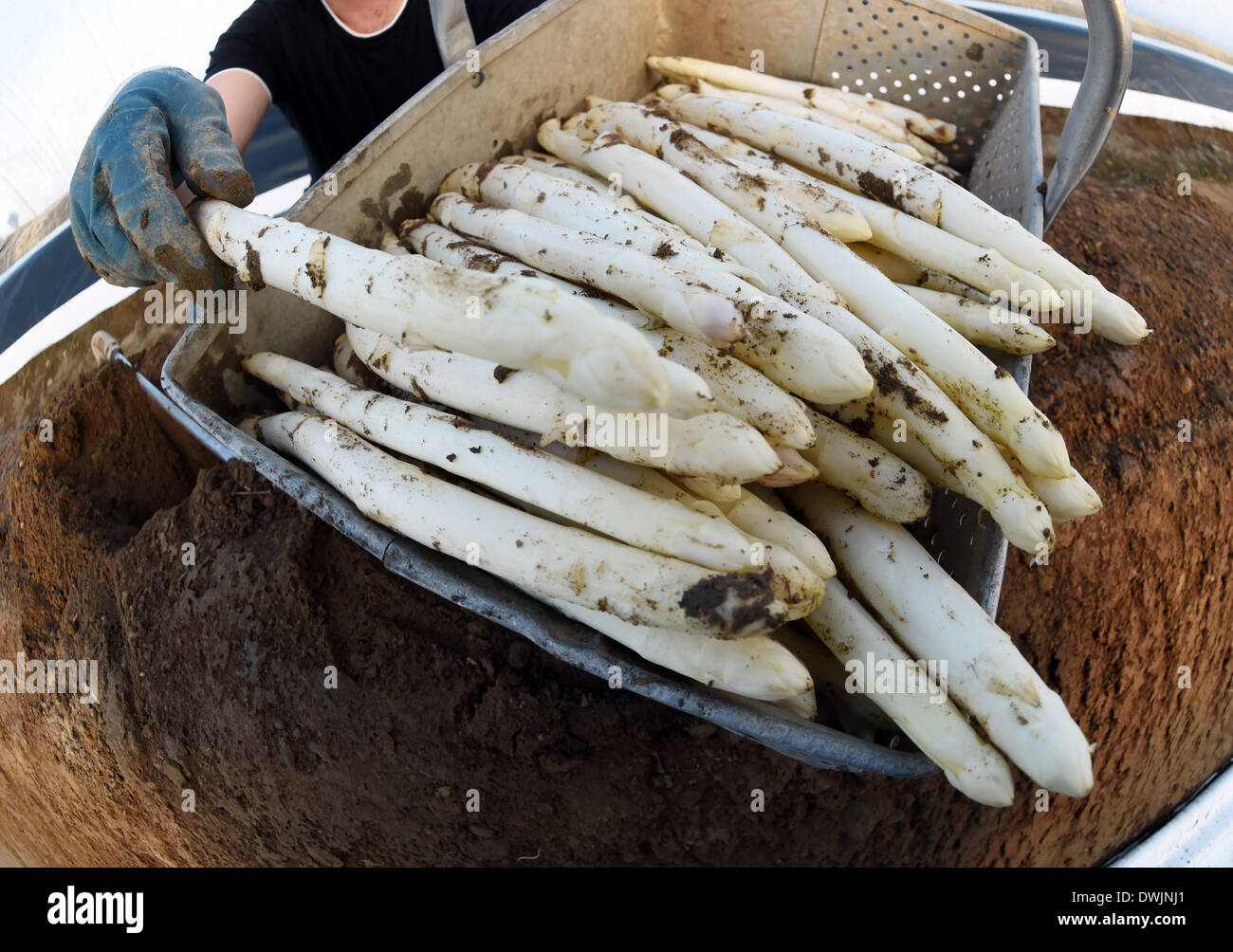 Durmersheim, Germania. Decimo Mar, 2014. Frutta e ortaggi raccolti raccoglitrice di asparagi freschi sul Gehrer asparagi in fattoria Durmersheim, Germania, 10 marzo 2014. La base di asparagi sul Gehrer farm è coltivato al di sotto di una lamina di plastica che permette il vegetale di crescere più velocemente rispetto ai tradizionali metodi di allevamento. Foto: Uli Deck/dpa/Alamy Live News Foto Stock