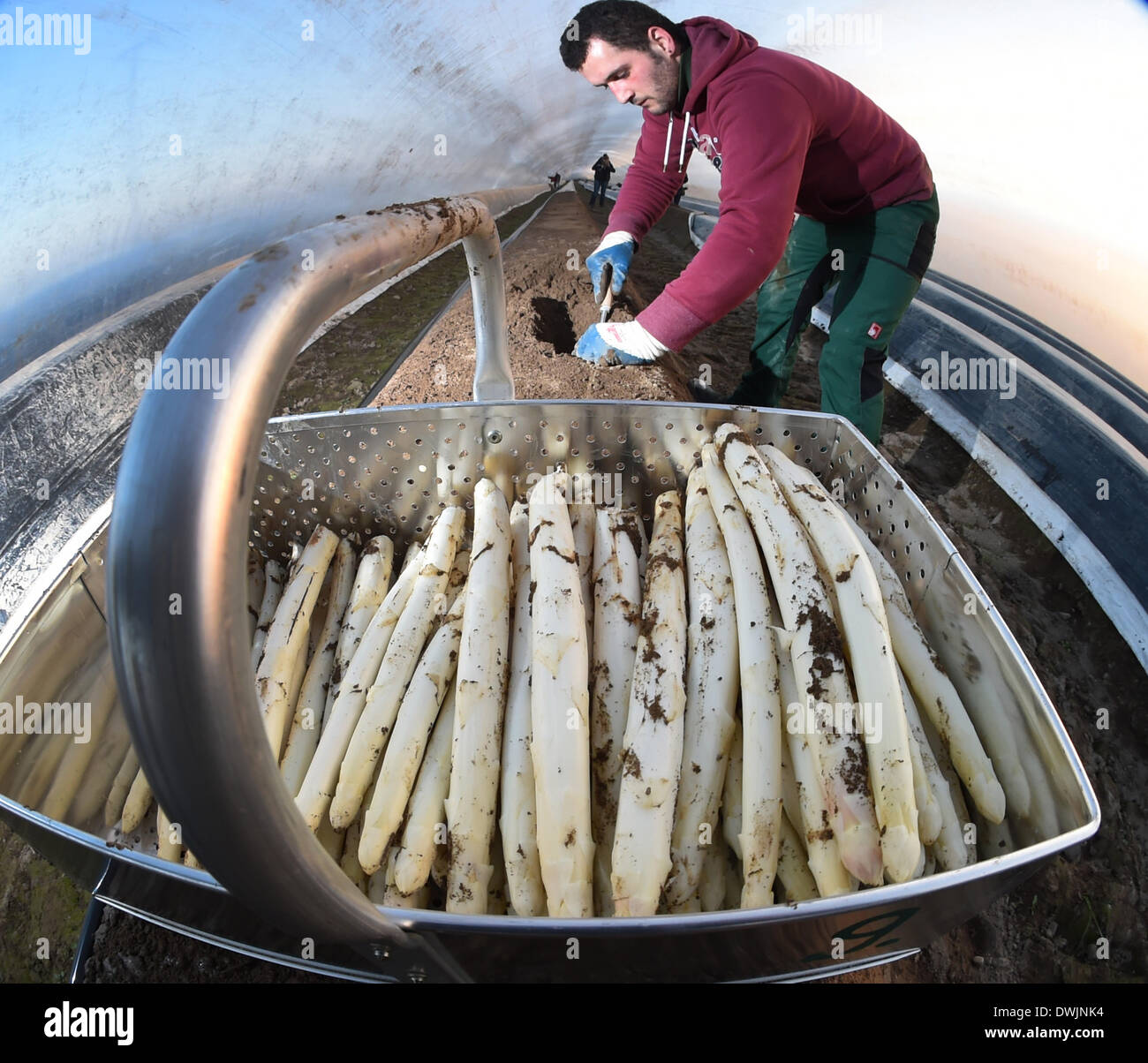 Durmersheim, Germania. Decimo Mar, 2014. La frutta e la verdura picker Sandu Malaiu raccolti di asparagi freschi sul Gehrer asparagi in fattoria Durmersheim, Germania, 10 marzo 2014. La base di asparagi sul Gehrer farm è coltivato al di sotto di una lamina di plastica che permette il vegetale di crescere più velocemente rispetto ai tradizionali metodi di allevamento. Foto: Uli Deck/dpa/Alamy Live News Foto Stock