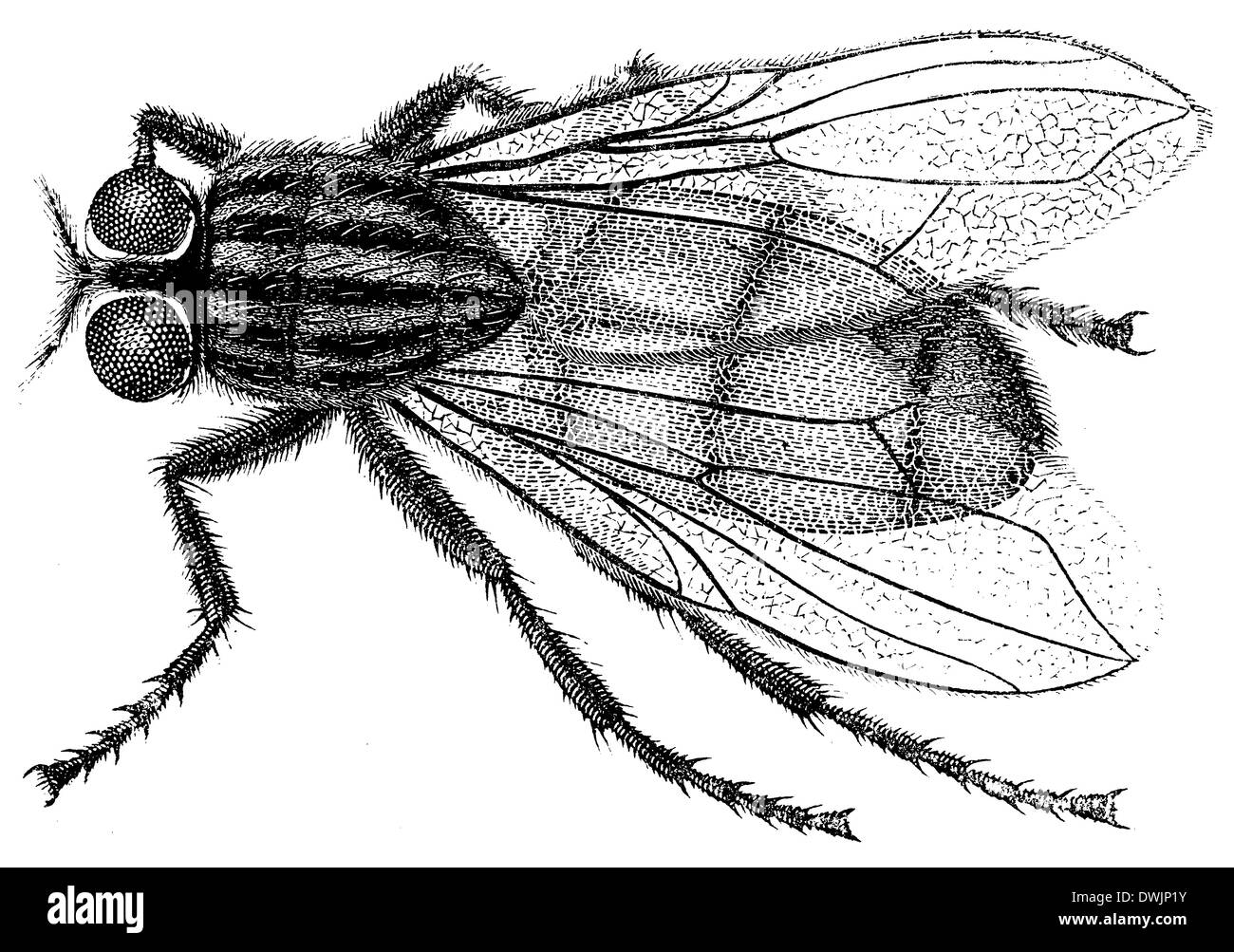 Musca domestica Foto Stock