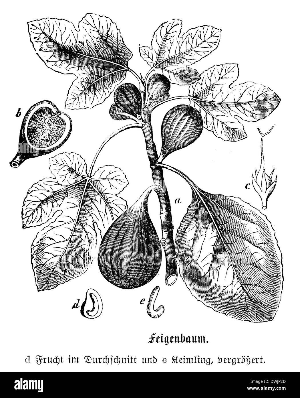 Albero di fico Foto Stock