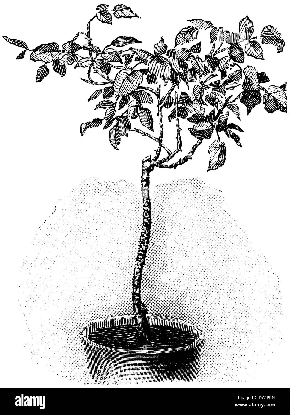 Albero di Rose dopo il taglio Foto Stock