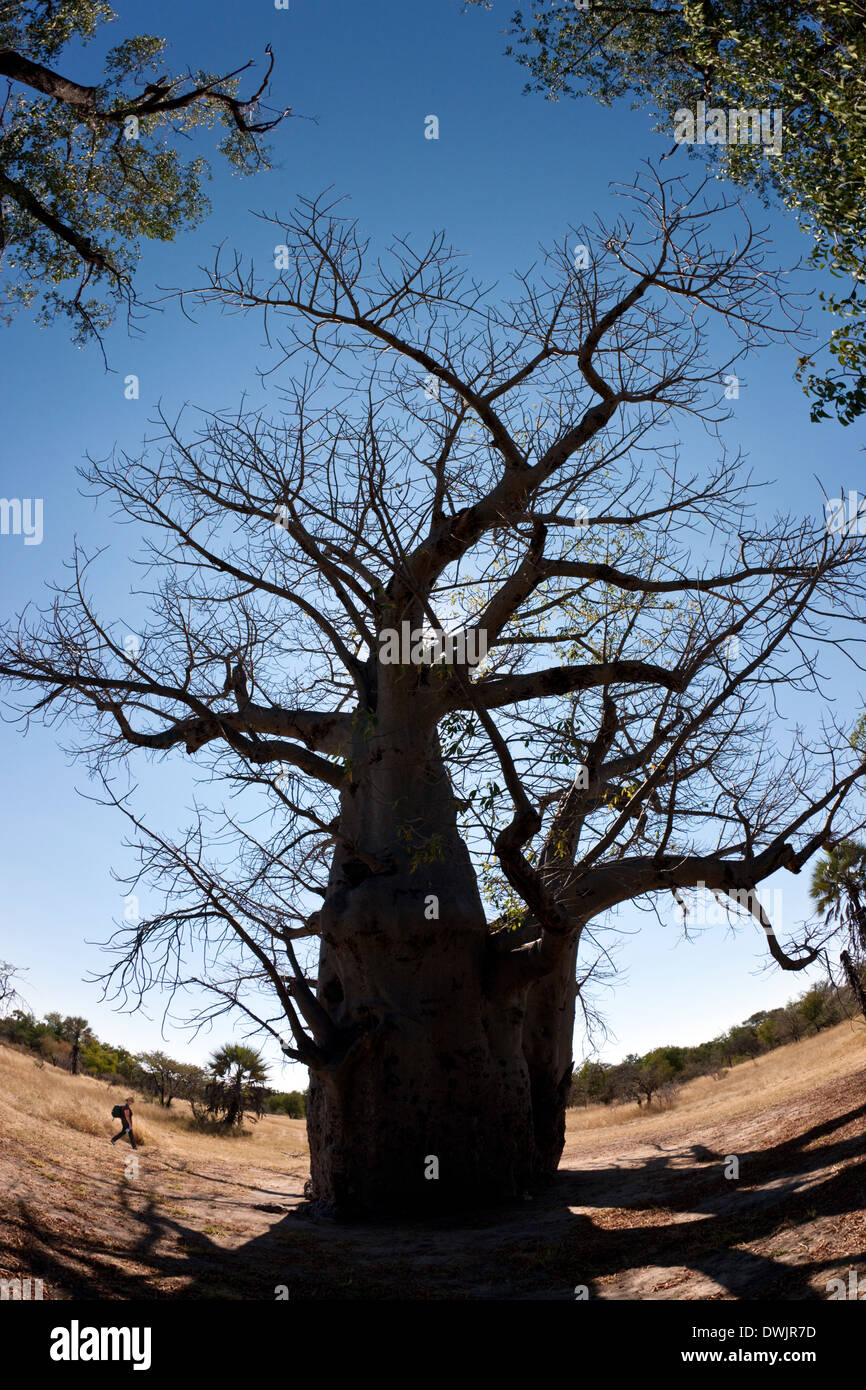 Vecchio Baobab (Adansonia digitata) in la Caprivi Strip in Namibia Foto Stock