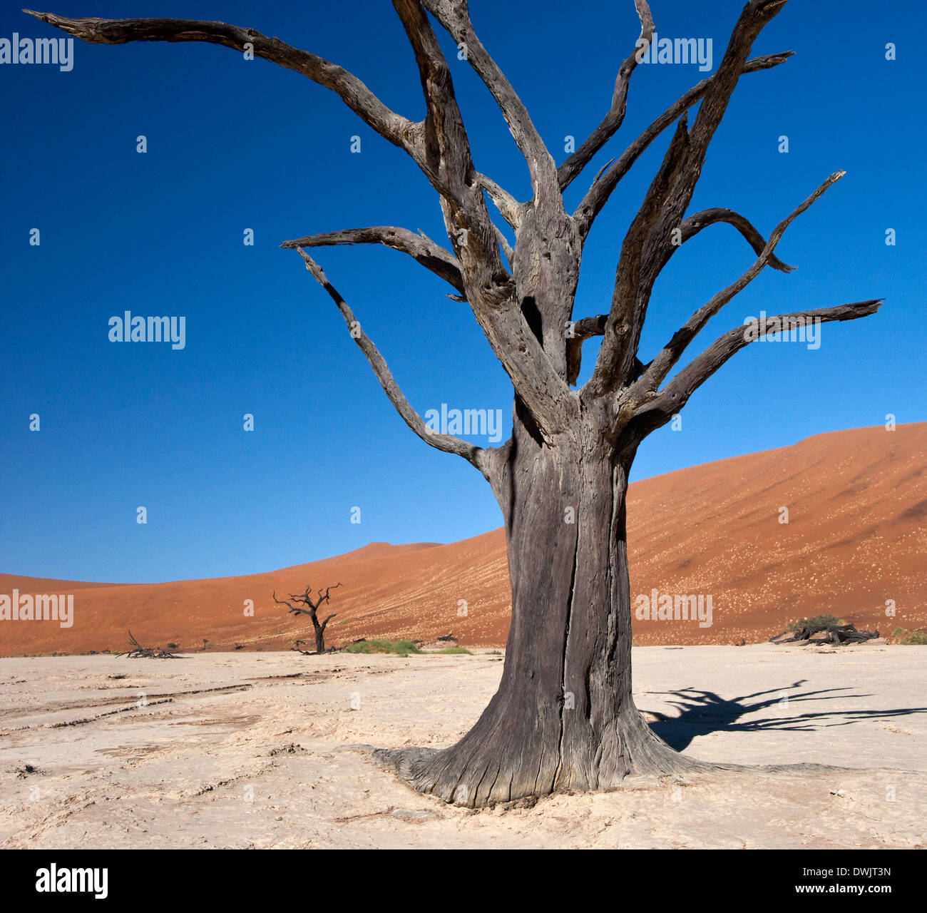 Albero pietrificato in Dead Vlei salina vicino al Sossusvlei nel deserto del Namib in Namibia Foto Stock