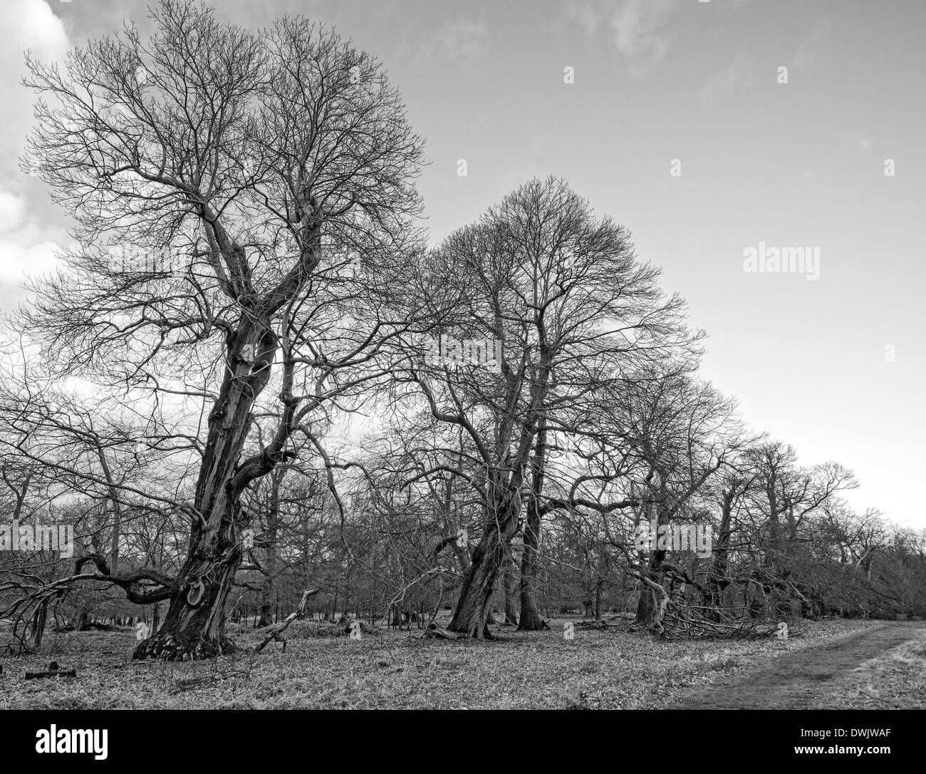 Immagine in bianco e nero di un viale alberato Foto Stock