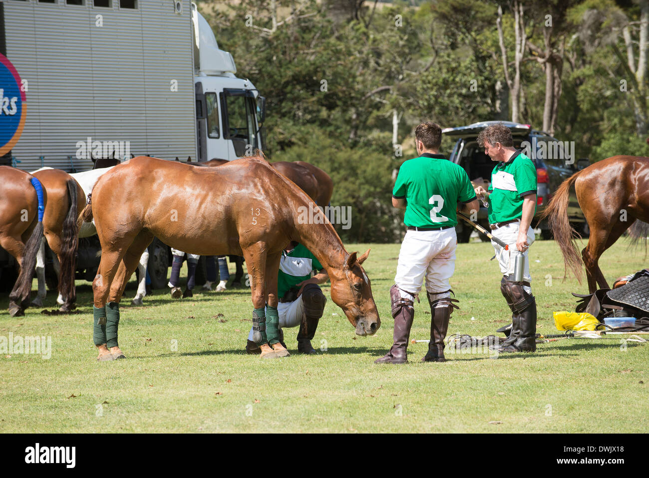 Paese giocatori di polo a prepararsi per una partita a Clevedon Isola del nord della Nuova Zelanda Foto Stock