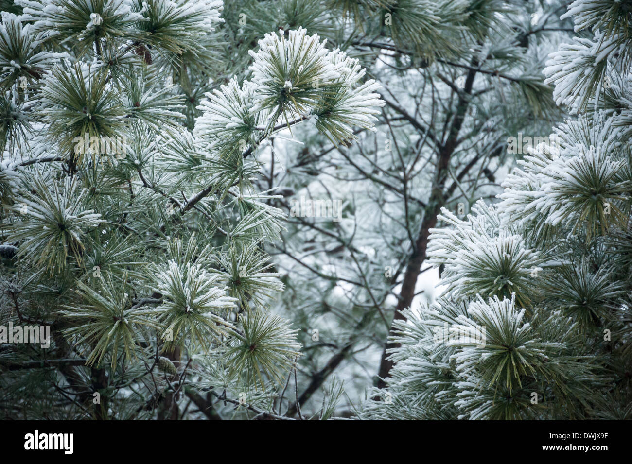 Congelati, ghiaccio rivestito di aghi di pino cucita con bella neve bianca in seguito ad una tempesta di ghiaccio in Atlanta, Georgia, Stati Uniti d'America. Foto Stock