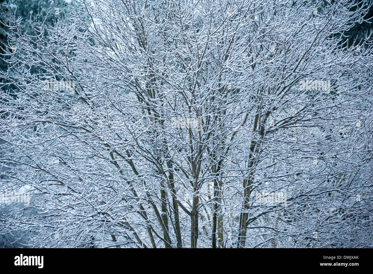 Il ghiaccio-racchiusi e snow-laden rami di un albero di acero visualizzare la bellezza dell'inverno in seguito ad una tempesta di ghiaccio in Atlanta, Georgia. Foto Stock