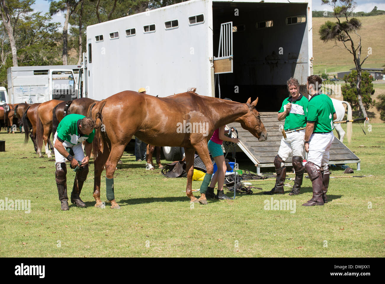 Paese giocatori di polo a prepararsi per una partita a Clevedon Isola del nord della Nuova Zelanda Foto Stock