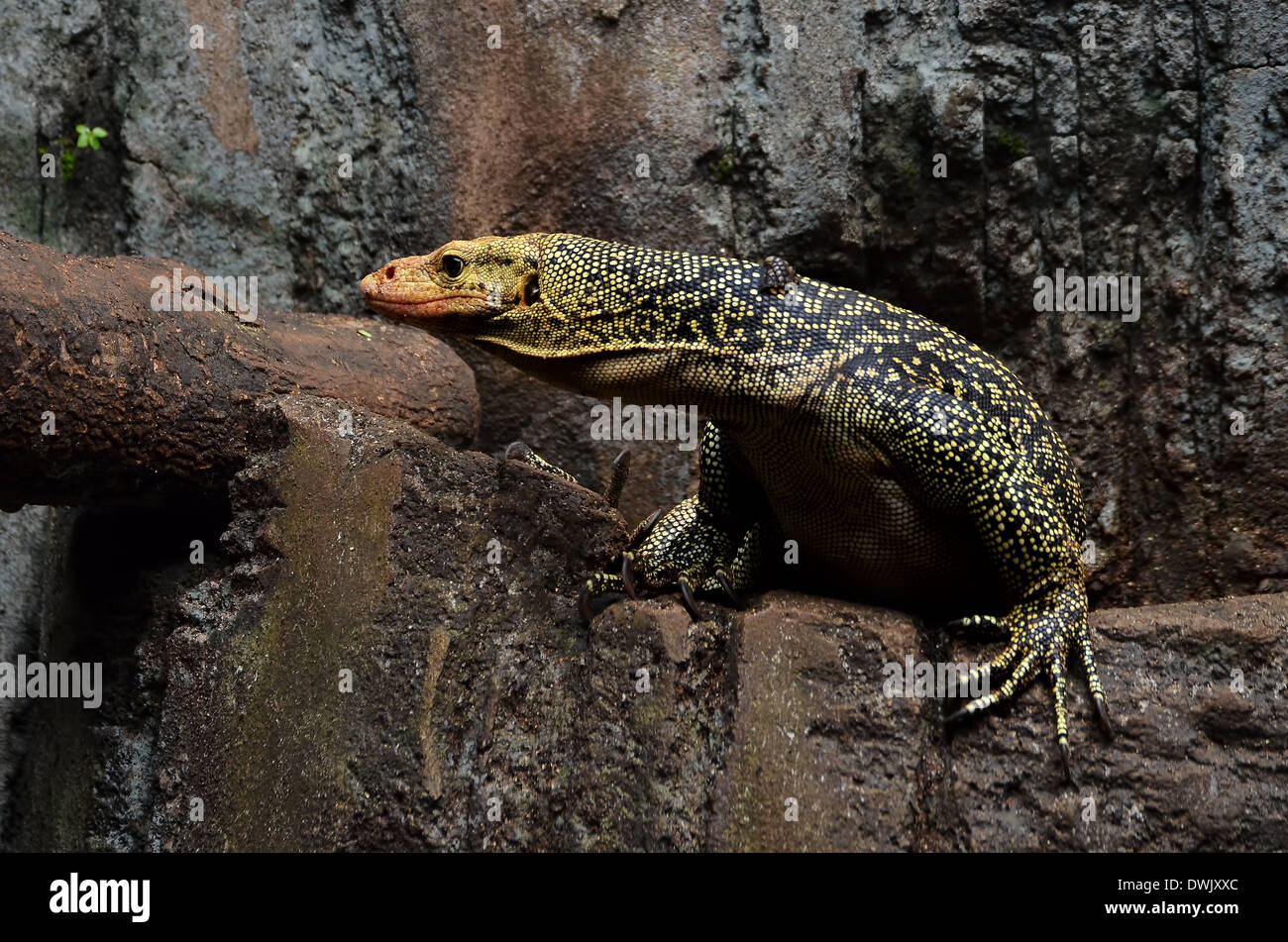 foto ravvicinata di un monitor dell'acqua asiatico Foto Stock