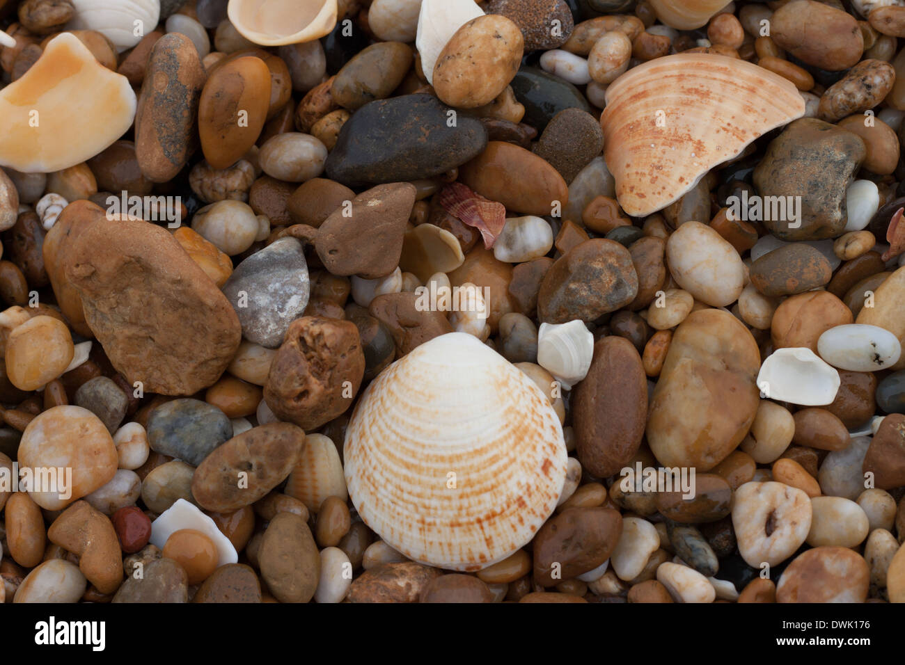 Rocce e conchiglie sulla spiaggia Foto Stock