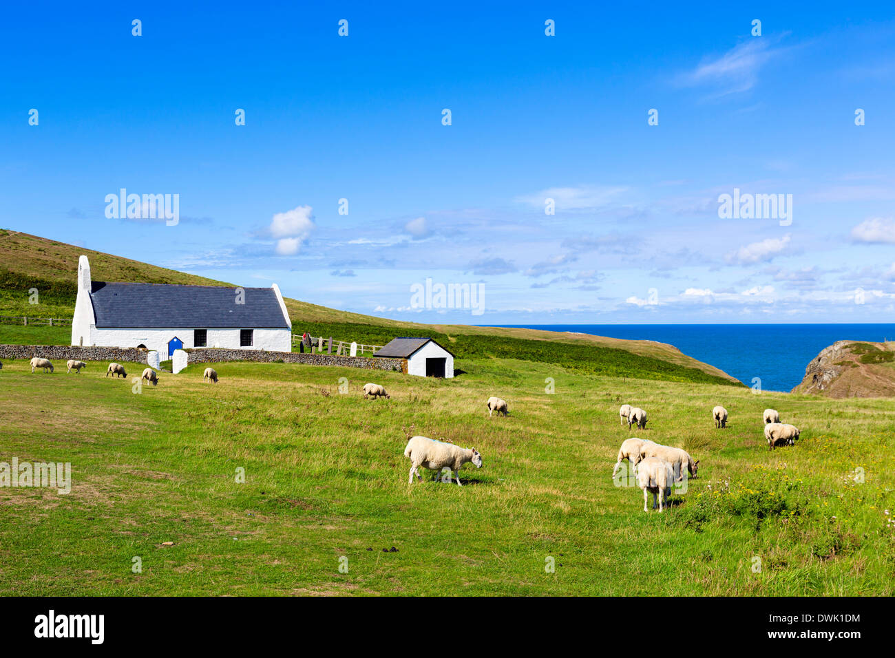 Pecore al pascolo di fronte alla chiesa di Santa Croce sull'Ceredigion Coast Path, Mwnt, Ceredigion, Wales, Regno Unito Foto Stock