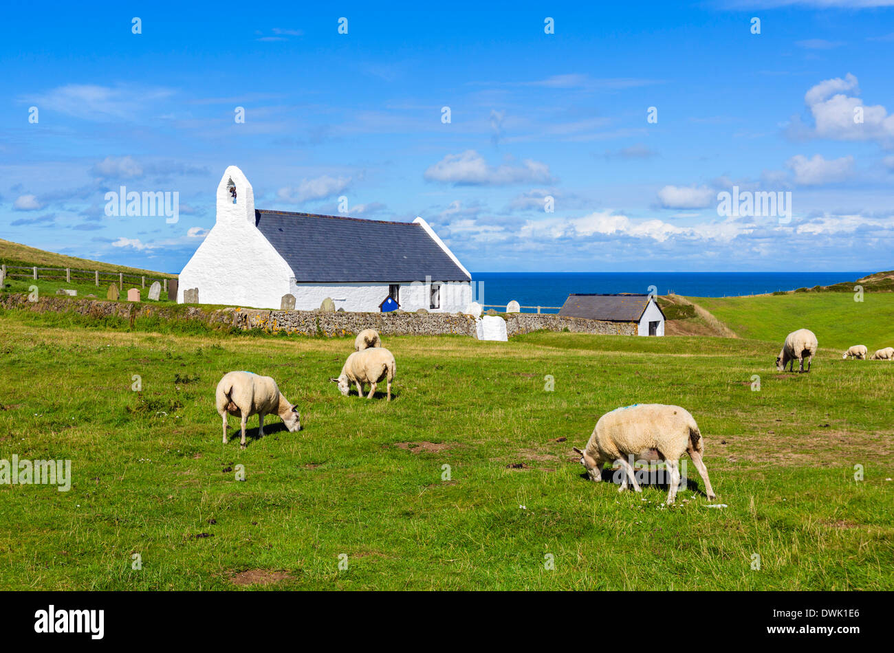 Pecore al pascolo di fronte alla chiesa di Santa Croce sull'Ceredigion Coast Path, Mwnt, Ceredigion, Wales, Regno Unito Foto Stock