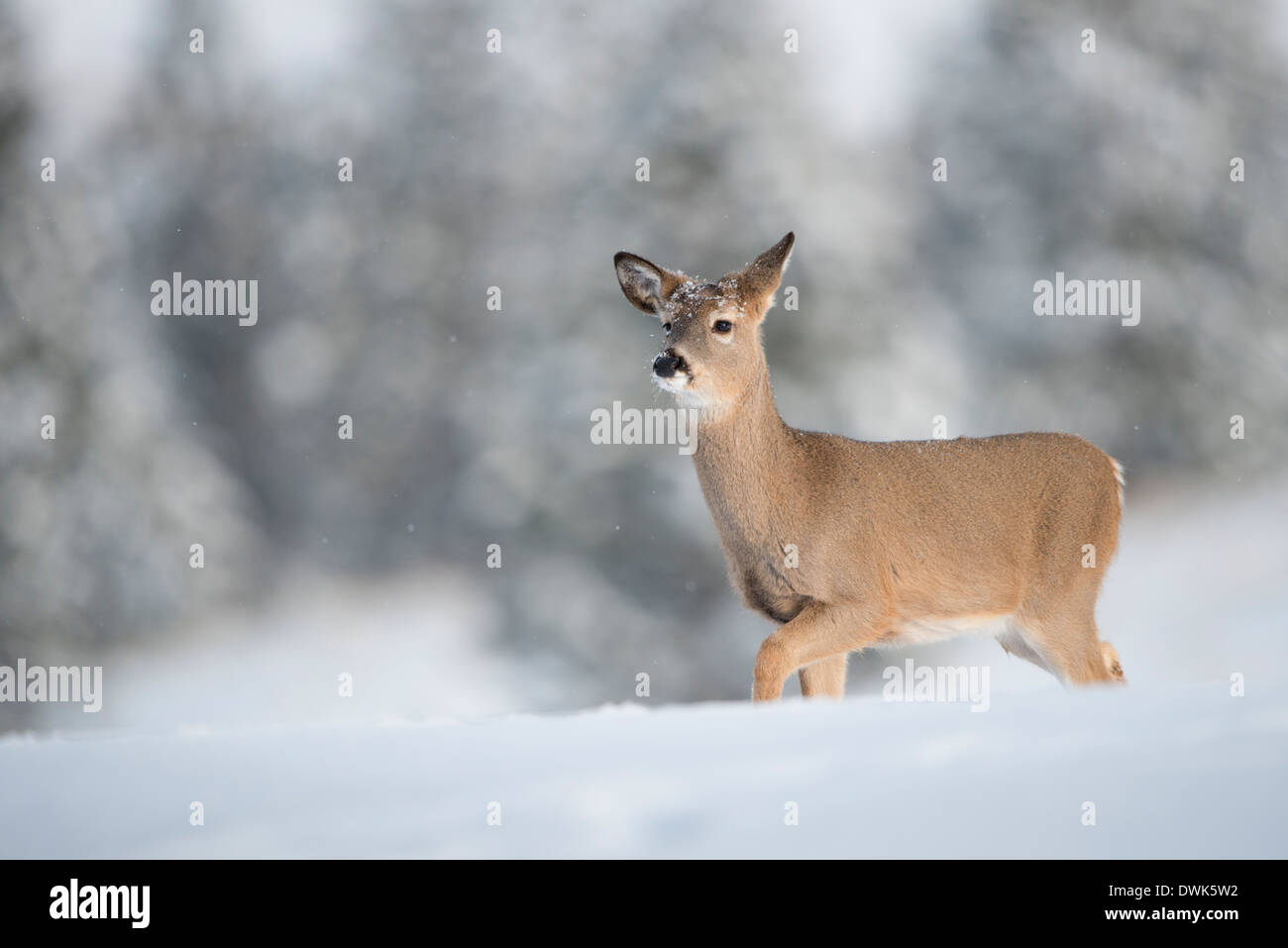 Culbianco fawn (Odocoileus virginianus) nella neve, Missoula, Montana Foto Stock