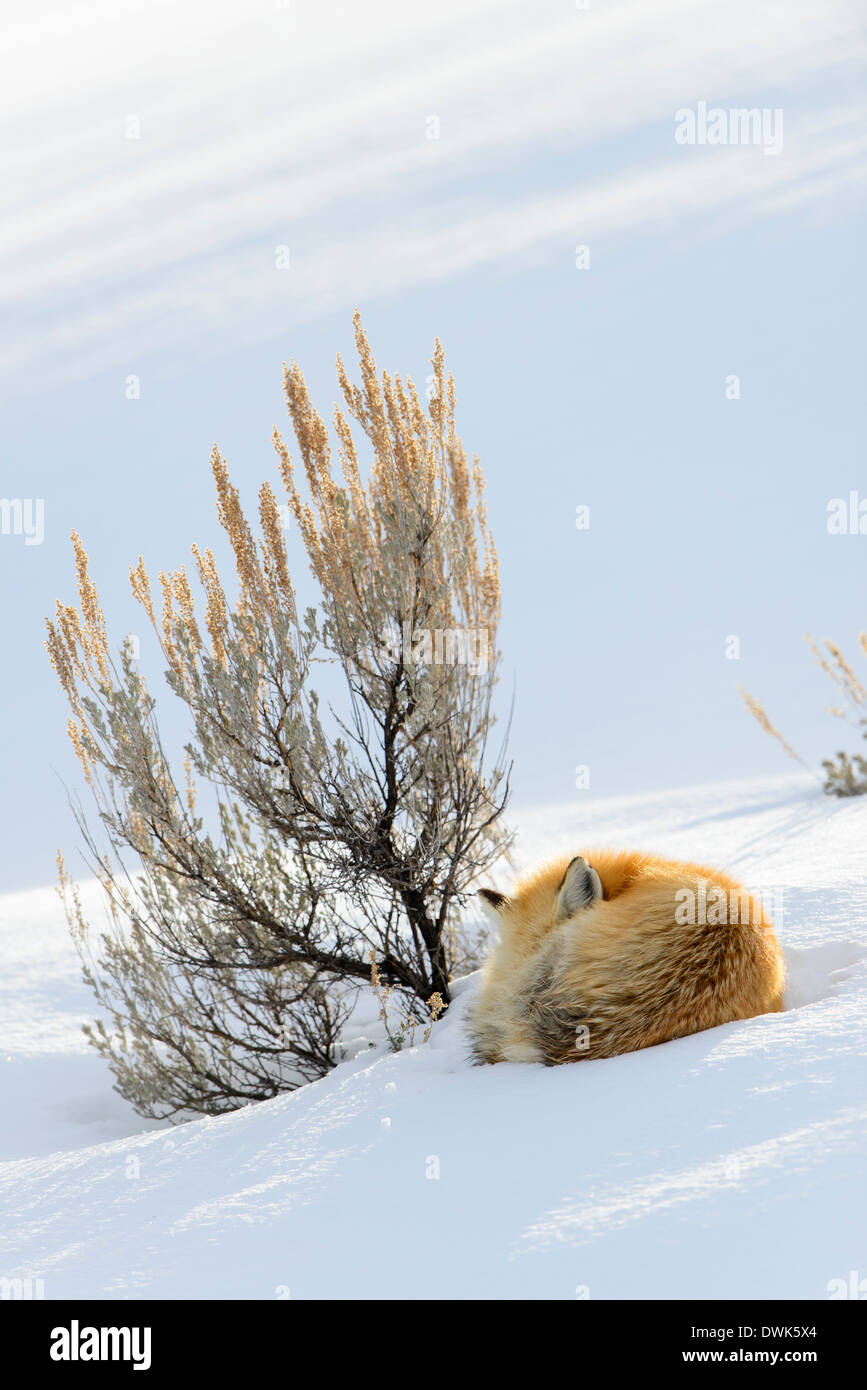 Un rosso volpe (Vulpes vulpes) riccioli fino contro una boccola di salvia per dormire un pomeriggio freddo lontano, il Parco Nazionale di Yellowstone Foto Stock