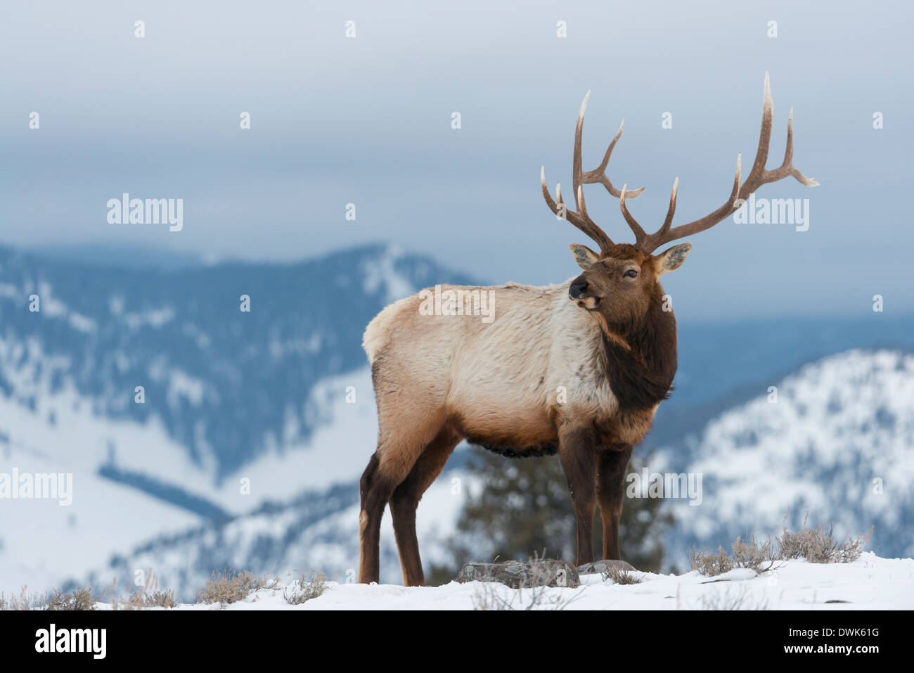 Bull Elk (Cervus elaphus), il Parco Nazionale di Yellowstone, Wyoming Foto Stock