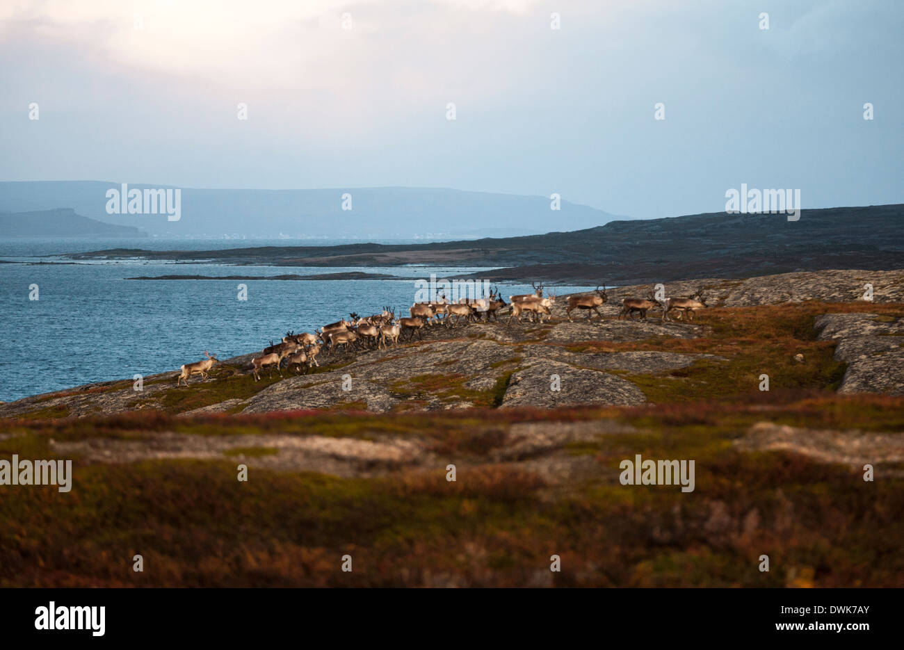 Allevamento di renne presso il mare di Barents vicino Karlebotn, Norvegia Foto Stock