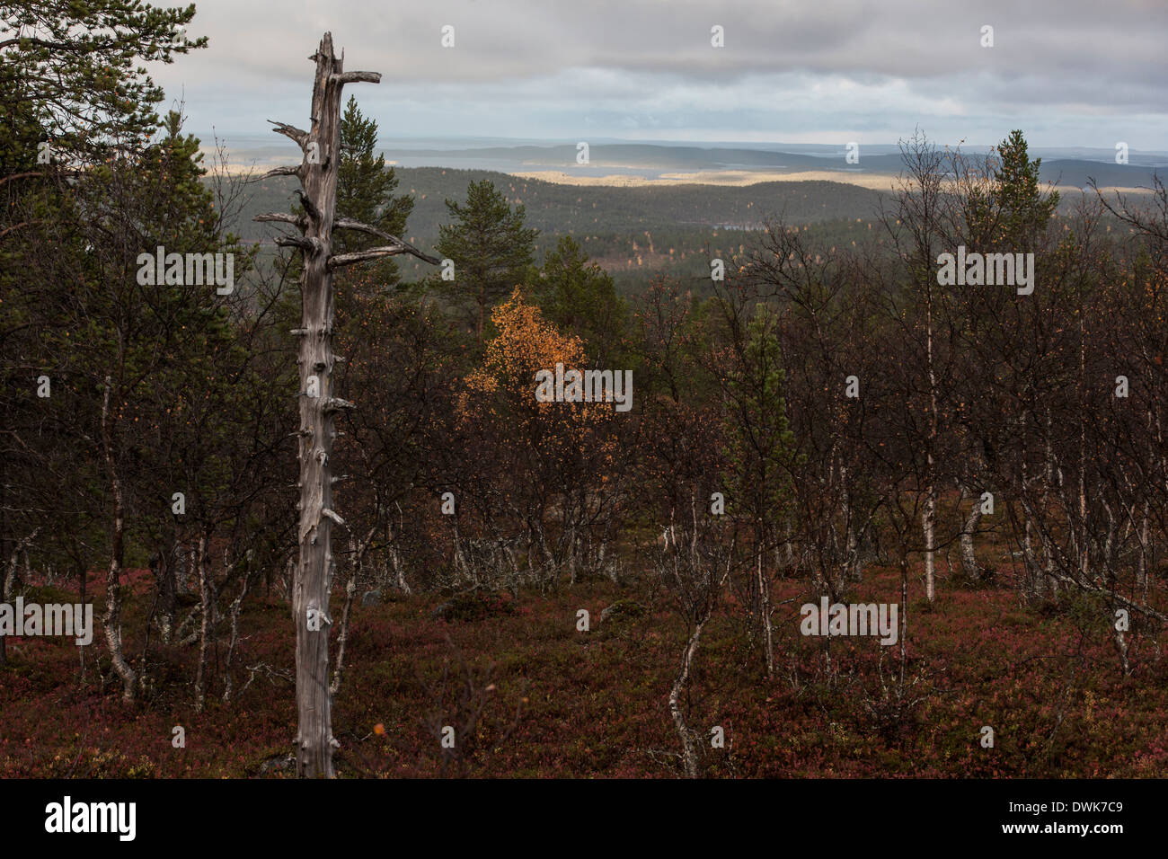 La tundra forestale vicino a Inari, Finlandia Foto Stock