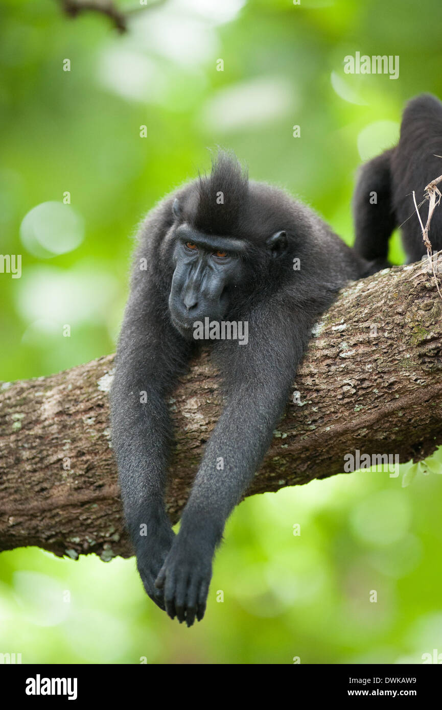 Tangkoko foresta, Nord Sulawesi, Indonesia. Il 10 marzo 2014. Tangkoko è una delle ultime roccaforti della specie gravemente minacciate di Sulawesi crested black macachi (Macaca nigra). Uno degli adulti riceve una rilassante sessione di grooming su un ramo. Toelettatura è importante per i legami sociali, nonché il mantenimento della salute. Credito: Andrew Walmsley/Alamy Live News Foto Stock