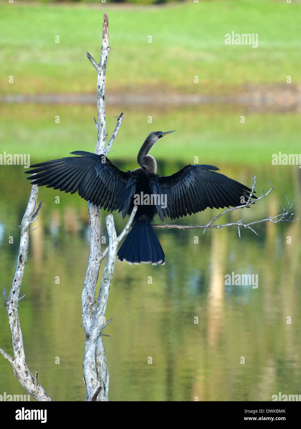 Anhinga femmina con ali stese spalancate per asciugare. Foto Stock