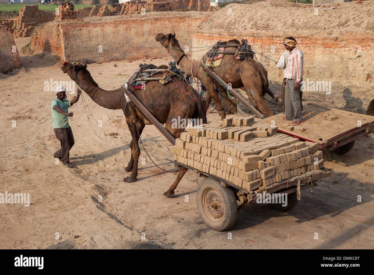 Rajasthan, India. Erogare una carrata di mattoni di fango per un nuovo mattone Posizione forno per la cottura. Foto Stock