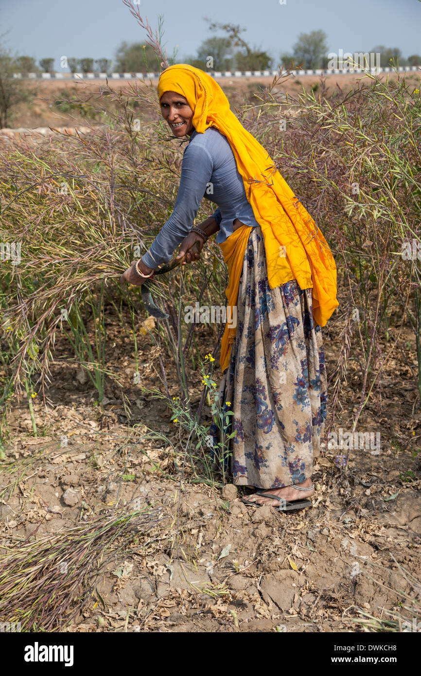 Rajasthan, India. Rajasthani donna la raccolta di semi di senape. Foto Stock