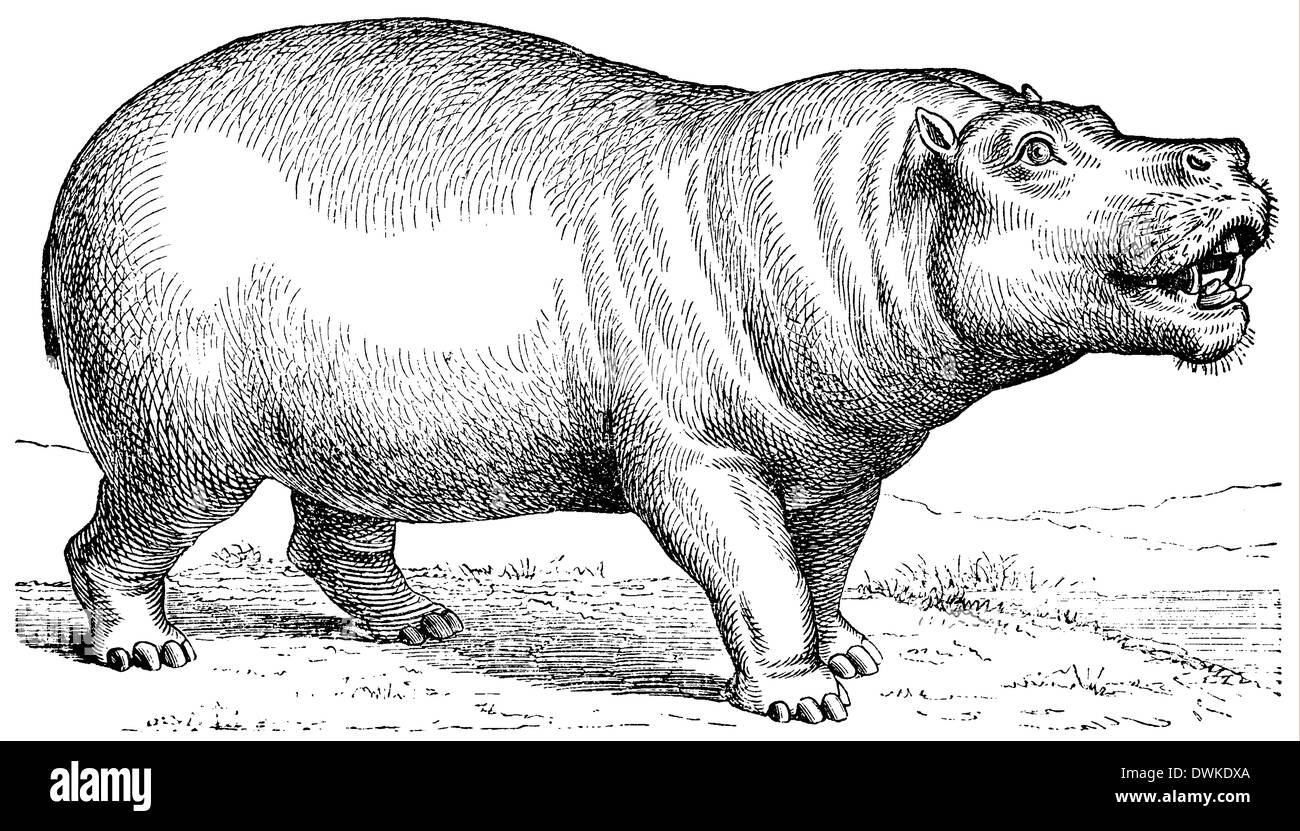 Orecchini Ippopotamo In Argento Sterling 925 YFN – Design Cuore Con Ippopotamo E Uccellino, Regalo Per Amanti Animali