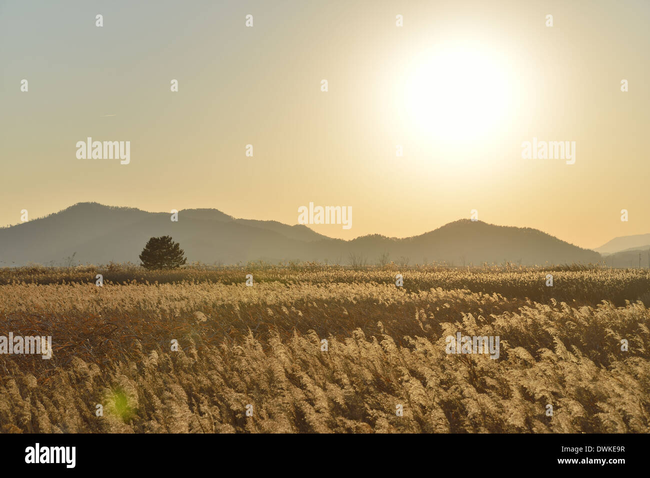 Paesaggio di canne campo nella baia di Suncheon in Corea Foto Stock