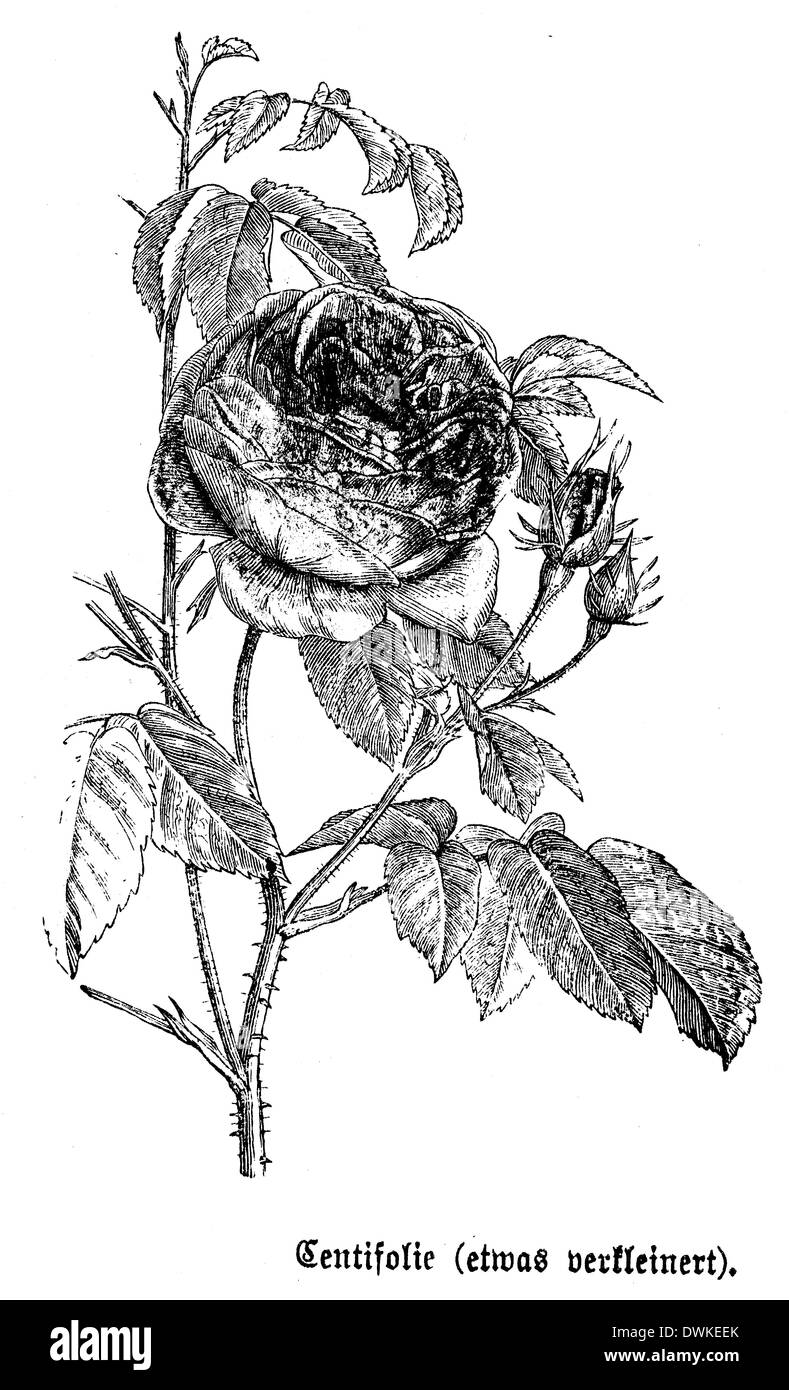 Rosa Centifolia Foto Stock