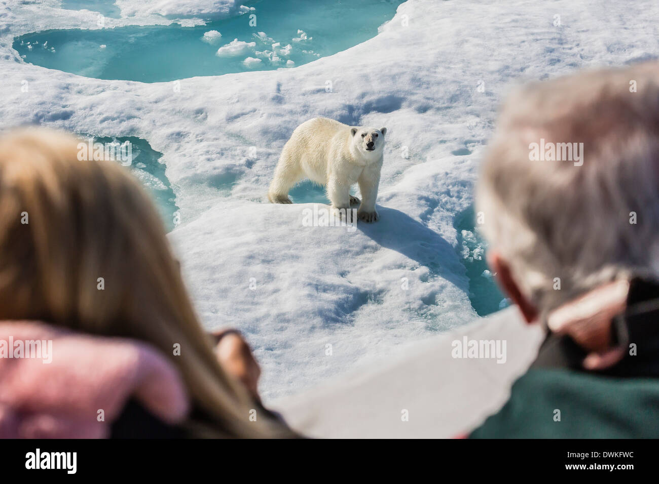 Gli ospiti dal Lindblad Expedition nave con orso polare (Ursus maritimus), penisola di Cumberland, Isola Baffin, Nunavut, Canada Foto Stock