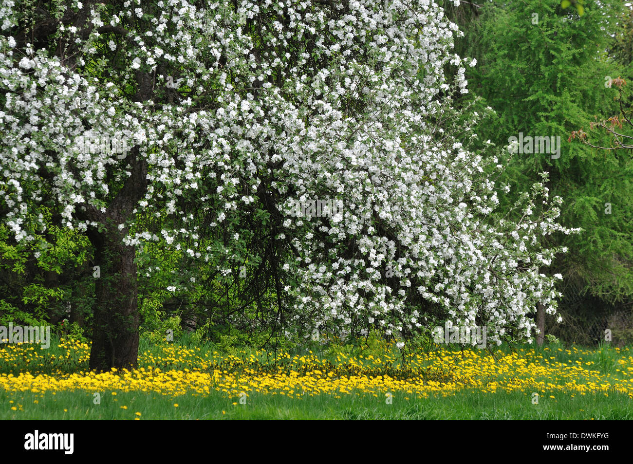 Molla, Prato e albero con i fiori Foto Stock