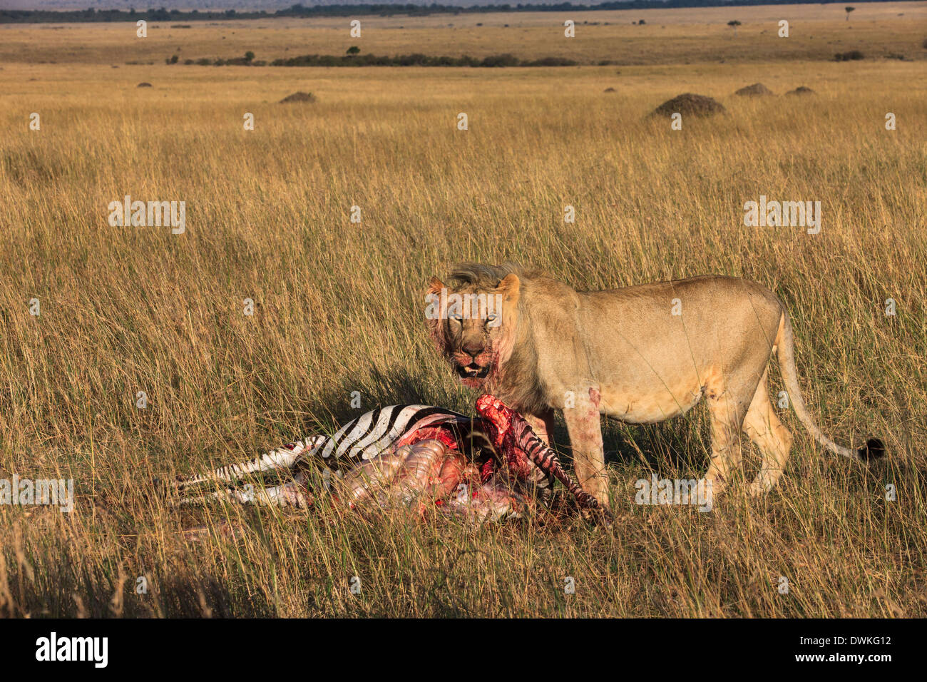 Pasto del leone Foto Stock