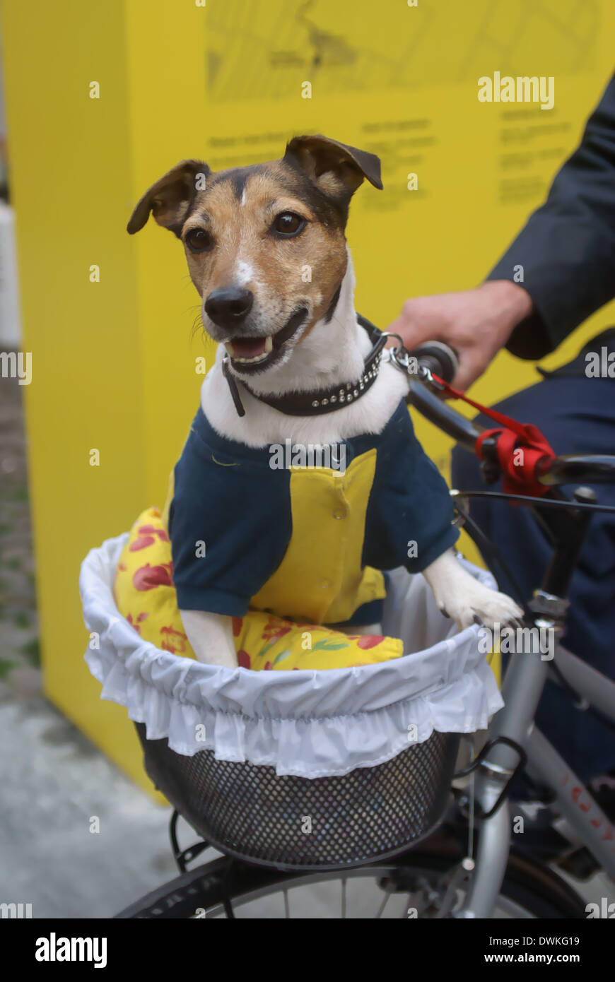 Dog sitter in un cestello. Cane nella squadra di calcio di colori Foto Stock