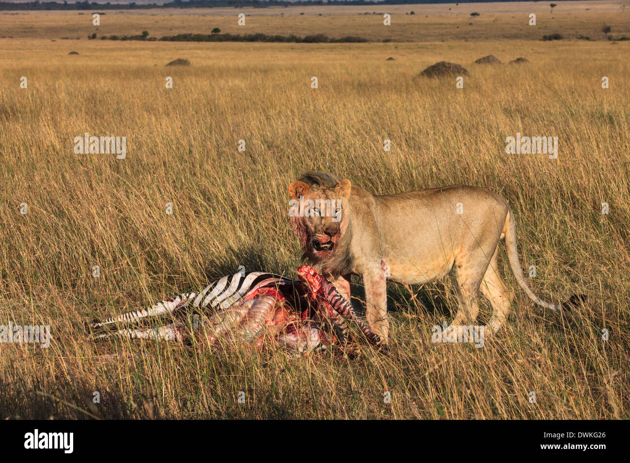 Pasto del leone Foto Stock