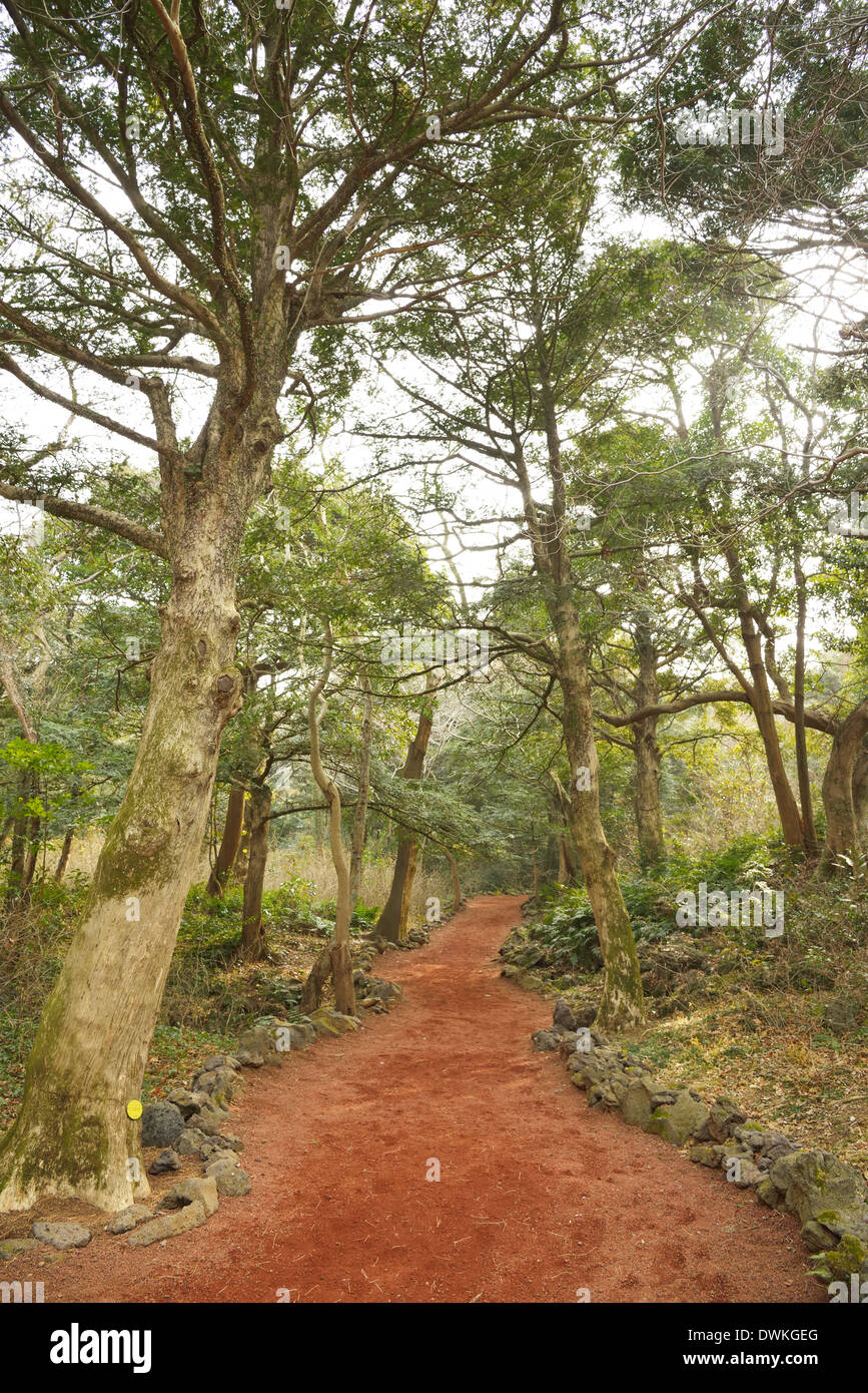 Noce moscata Forest park di Jeju Island, chiamato Bijarim in coreano Foto Stock