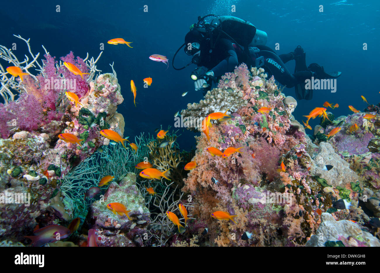 Subacqueo e hard e soft Coral reef e la coda a lira anthias (Pseudanthias squamipinnis), Marsa Alam, Egitto, Mar Rosso, Nord Africa Foto Stock