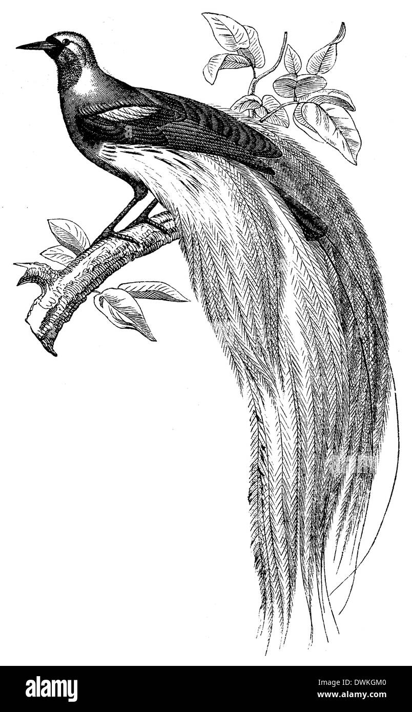 Uccello del paradiso Foto Stock