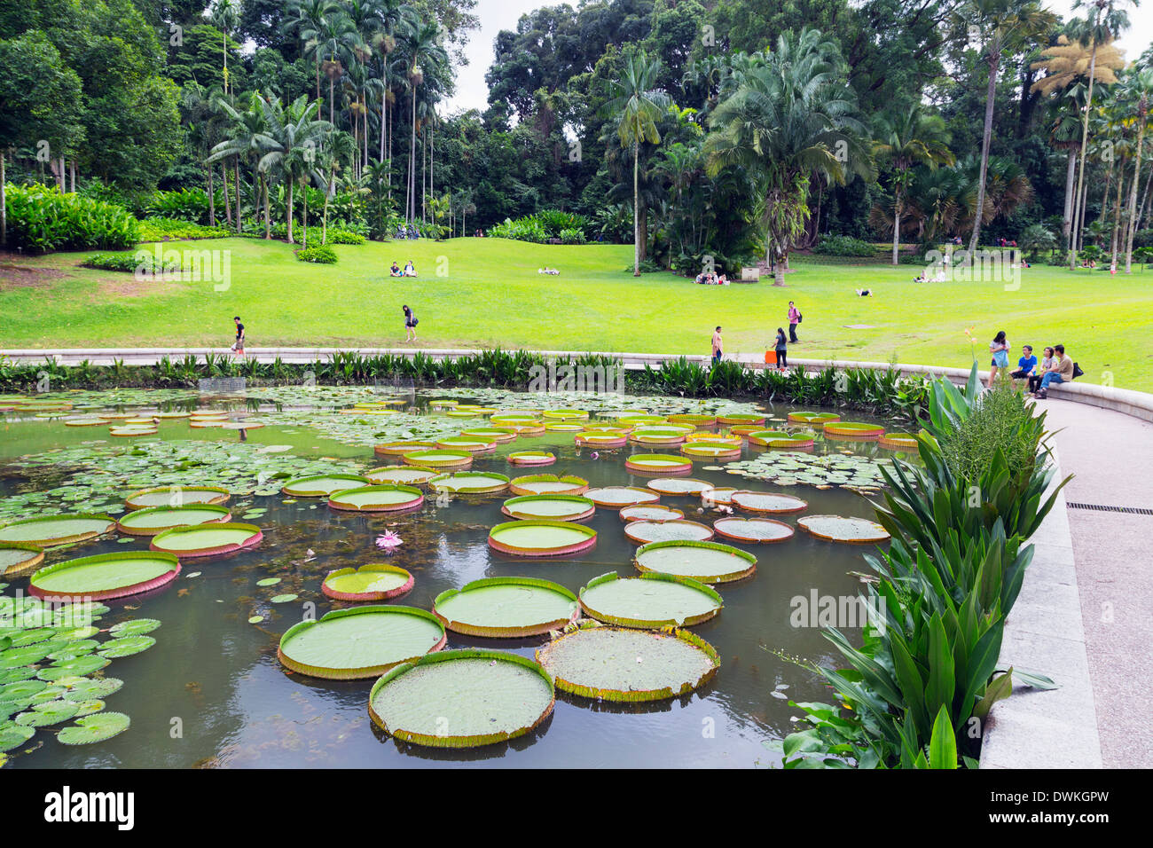 Ninfee, Giardini Botanici, Singapore, Sud-est asiatico, in Asia Foto Stock