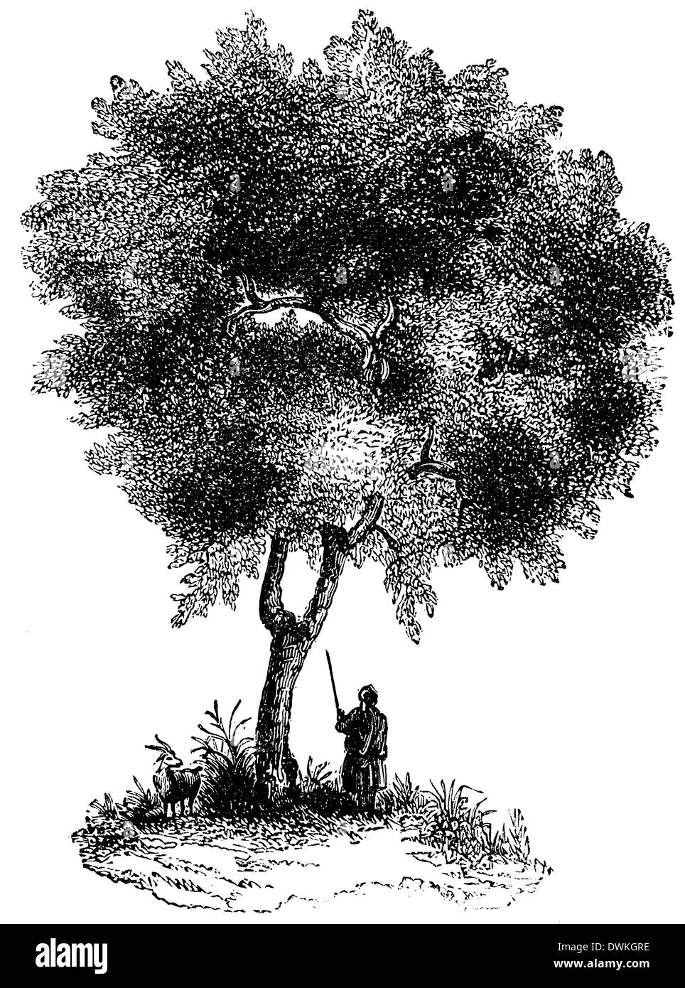 Legno di bosso Foto Stock