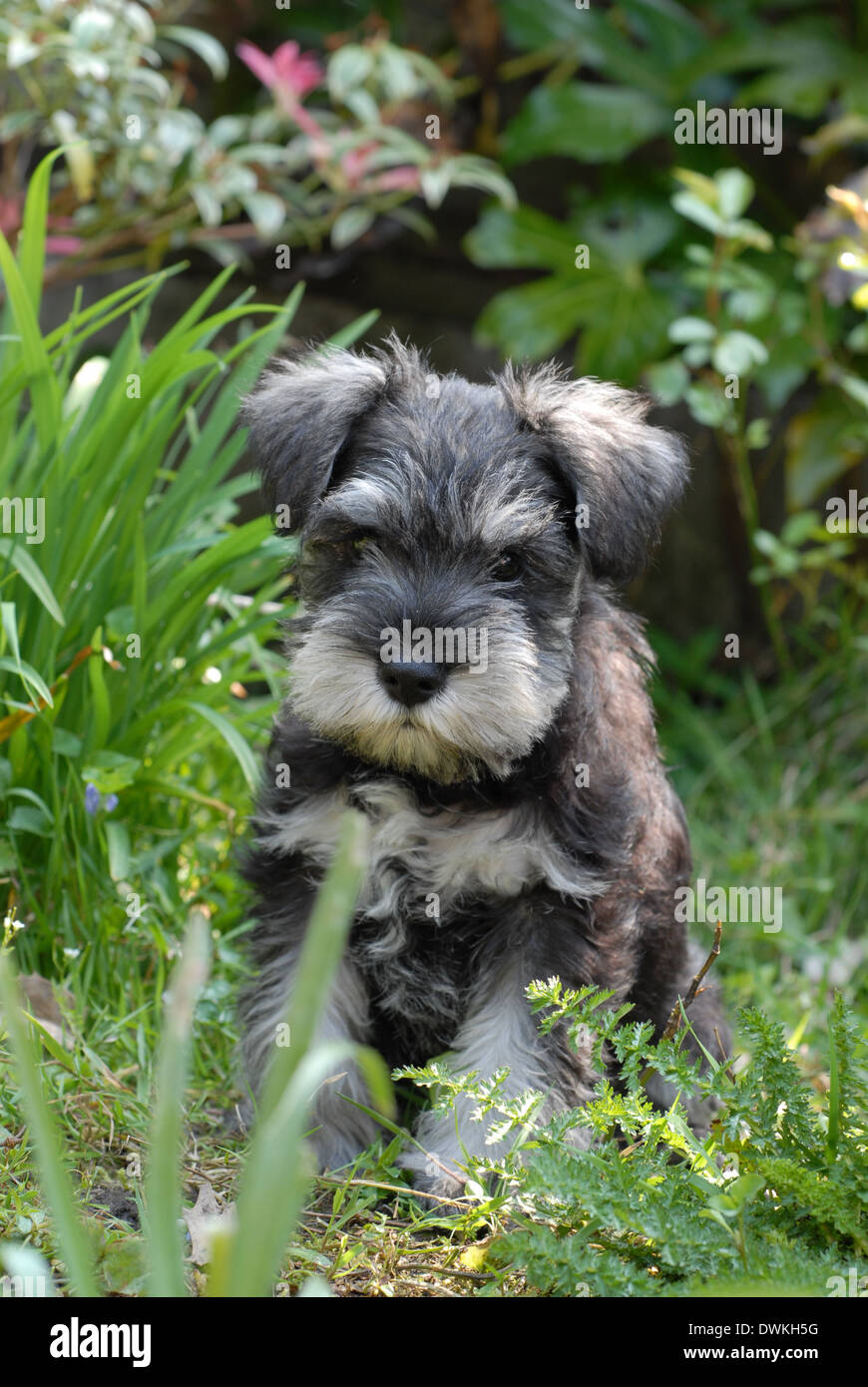 Miniatura CUCCIOLO SCHNAUZER sat in un giardino. Foto Stock