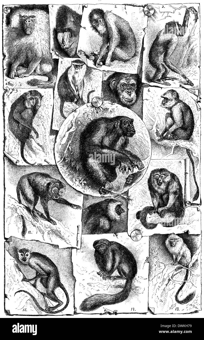 Collage: I. scimmie del Vecchio Mondo. 1 Gorilla 2 gibbone, 3 Orangutan, 4 Mandrill 5 o hamadryas hamadryas babbuino, 6 Hulman o Huneman, 7 scimpanzé, mare 8 Gatto, 9 macaco 10 Kahau o proboscide scimmia. II Nuovo Mondo scimmie: 11 scimmia urlatrice, 12 Mirikina 13 Tamar Foto Stock