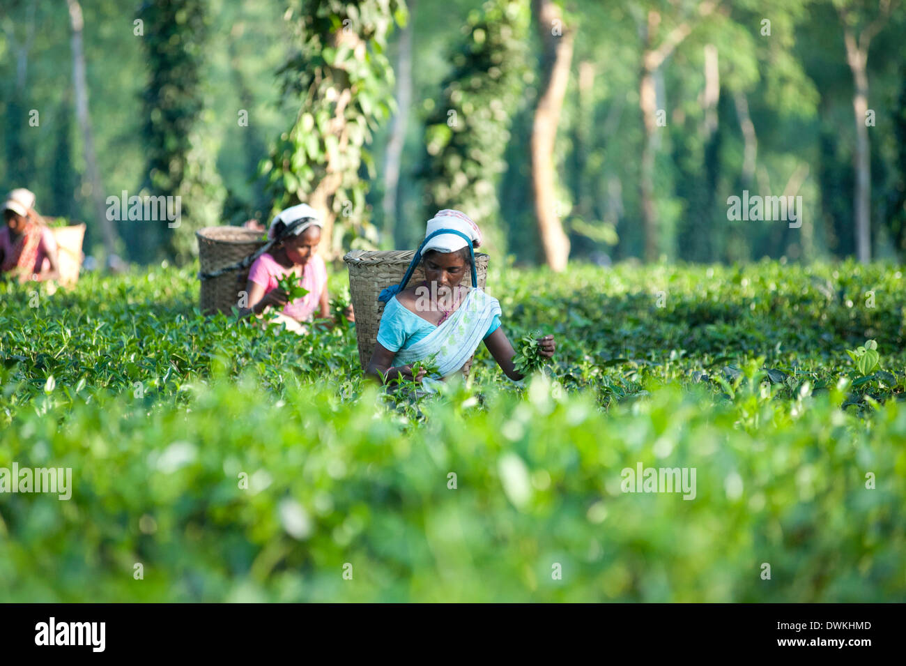 Femmina raccoglitori di tè che lavorano in una piantagione di tè tra alberi e arrampicata di piante di pepe, distretto di Jorhat, Assam, India, Asia Foto Stock