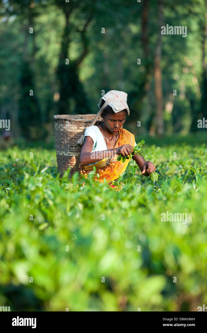 Femmina raccoglitrice di tè con cesto su archetto, lavora in piantagione di tè, distretto di Jorhat, Assam, India, Asia Foto Stock