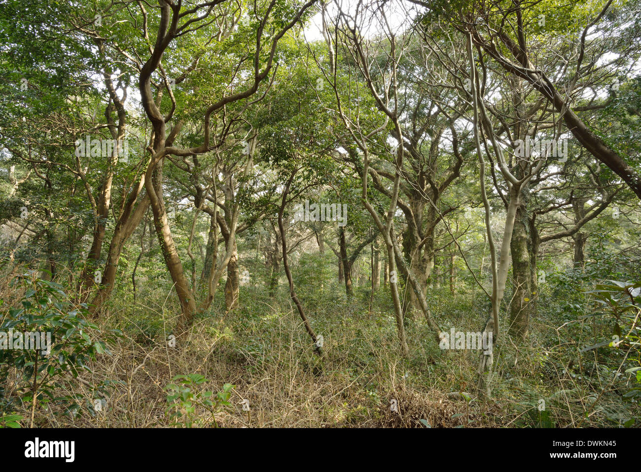 Noce moscata Forest park di Jeju Island, chiamato Bijarim in coreano Foto Stock