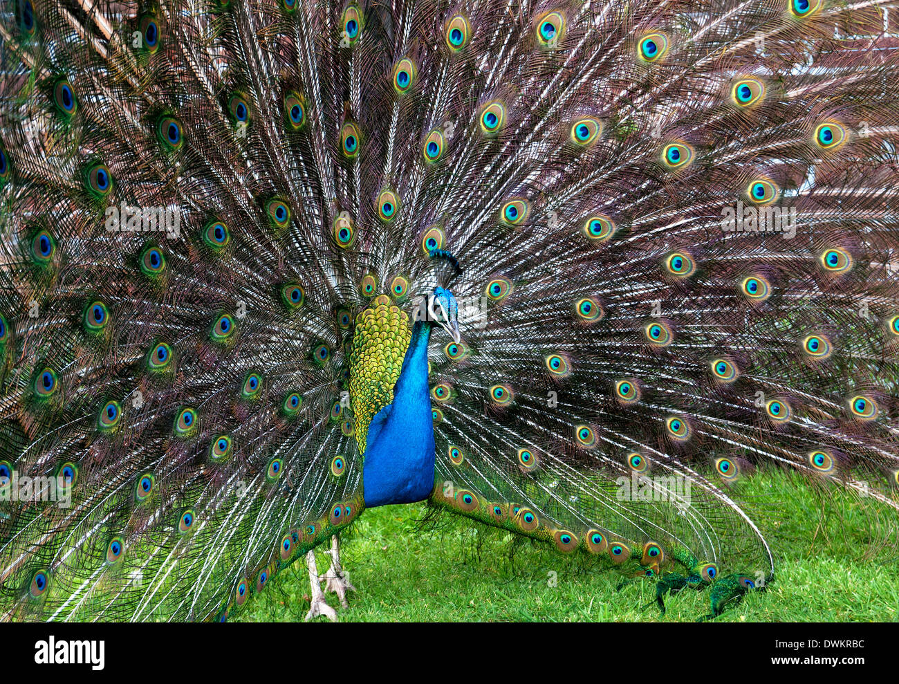 Pavone maschio visualizzazione di piume di coda Foto Stock