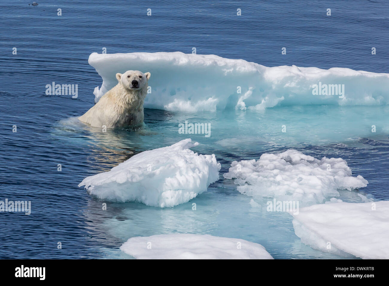 Adulto di orso polare (Ursus maritimus) emergenti su ghiaccio, penisola di Cumberland, Isola Baffin, Nunavut, Canada, America del Nord Foto Stock