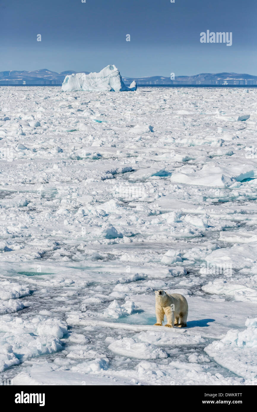 Adulto di orso polare (Ursus maritimus) su ghiaccio floe, penisola di Cumberland, Isola Baffin, Nunavut, Canada, America del Nord Foto Stock