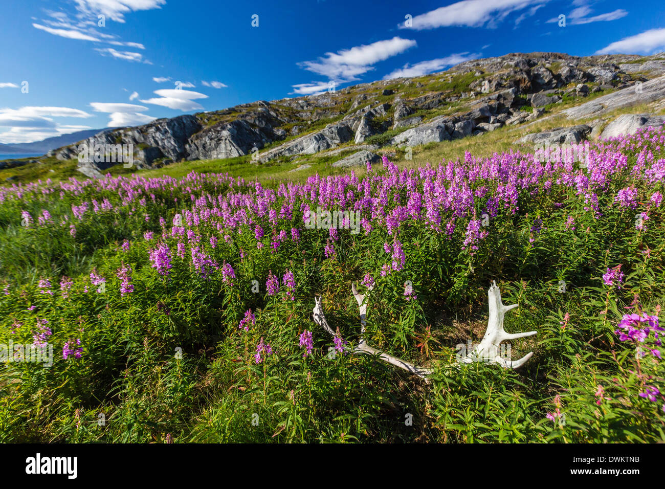 Dwarf fireweed (Fiume bellezza willowherb) (Chamerion latifolium), con corna di Caribou Coffee Company a Hebron, Labrador, Canada, America del Nord Foto Stock