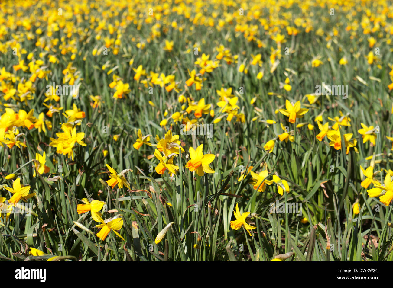 Un campo di primavera tempo narcisi Foto Stock